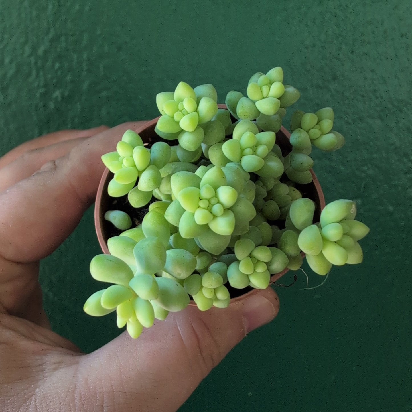 Sedum morganianum 'Burrito' (Burros Tail / Donkey Tail) Various sizes