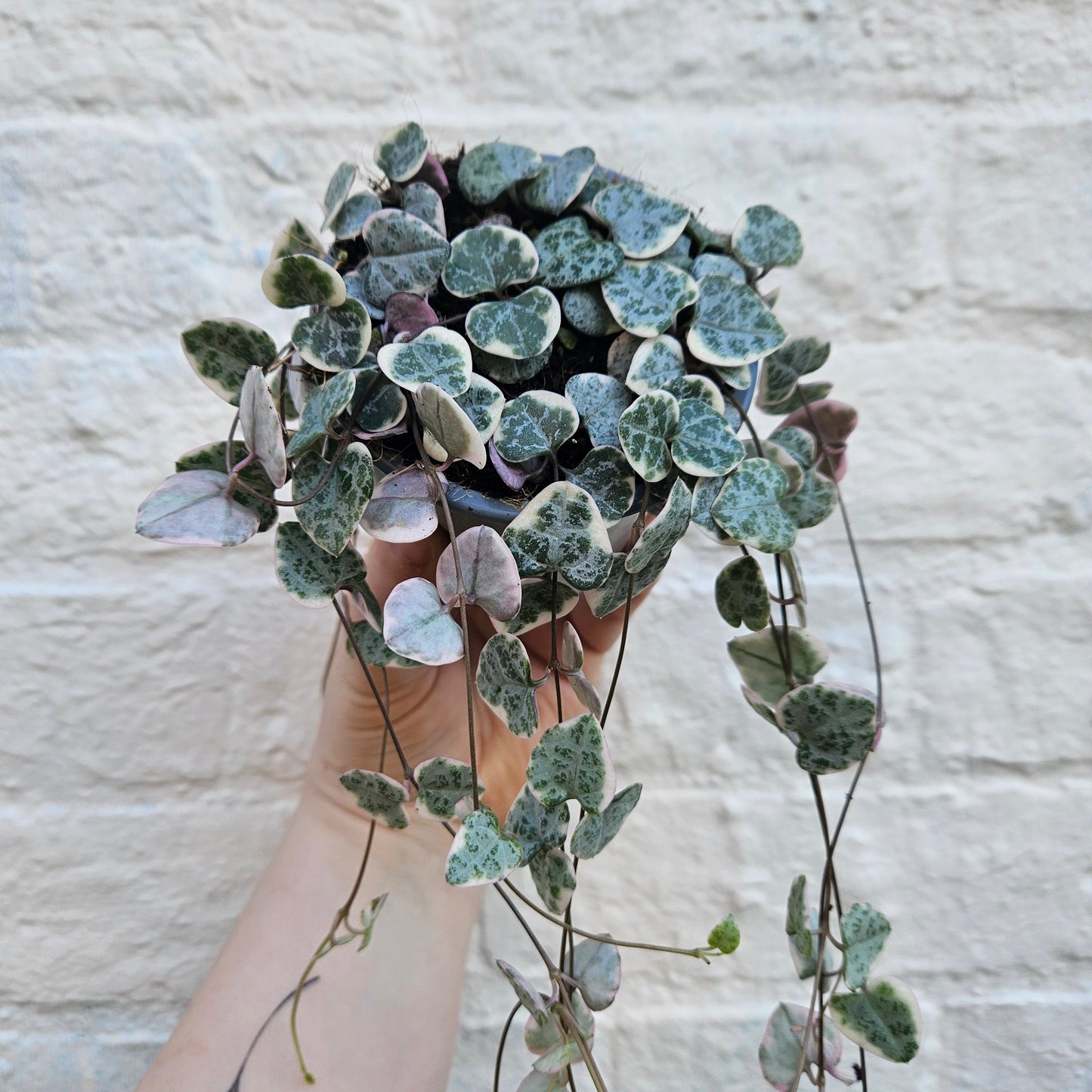 Ceropegia woodii 'Variegata' (String of Hearts)