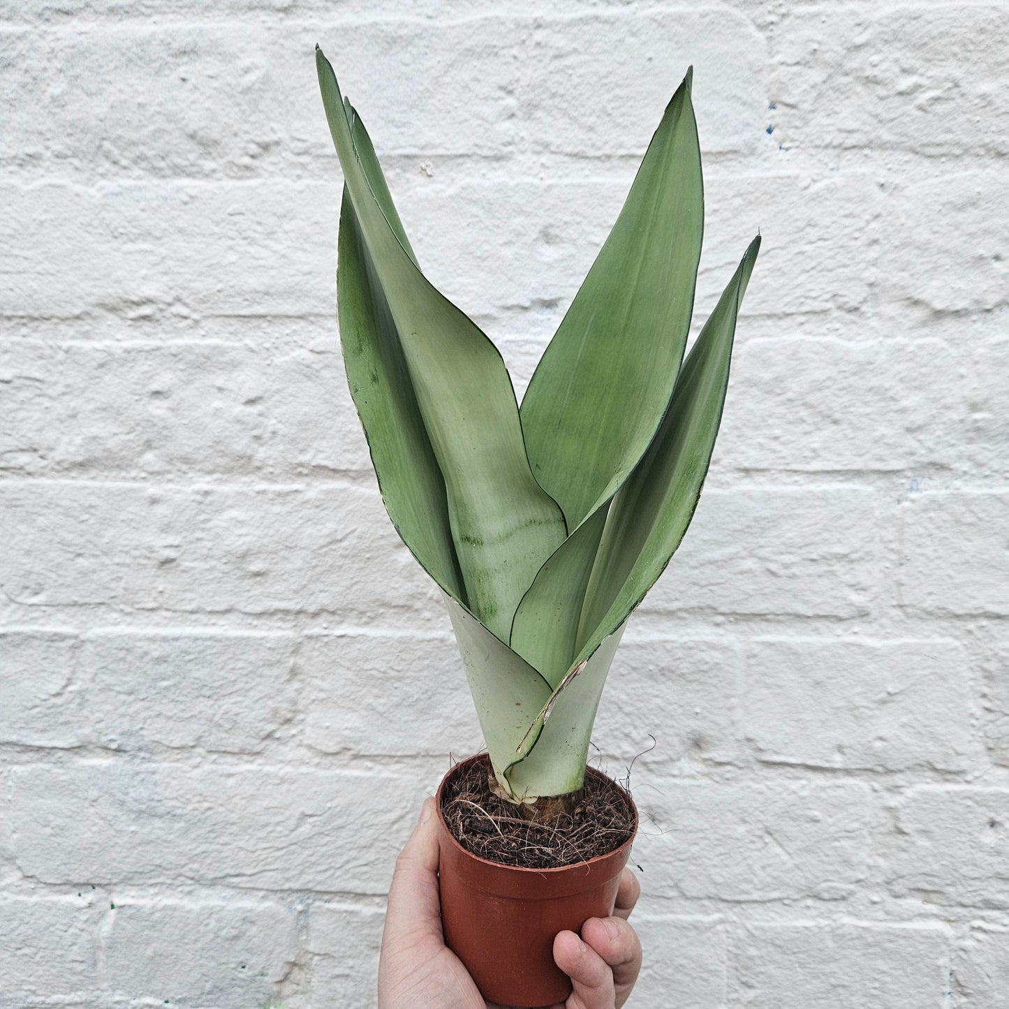 Sansevieria trifiasciata 'Moonshine'