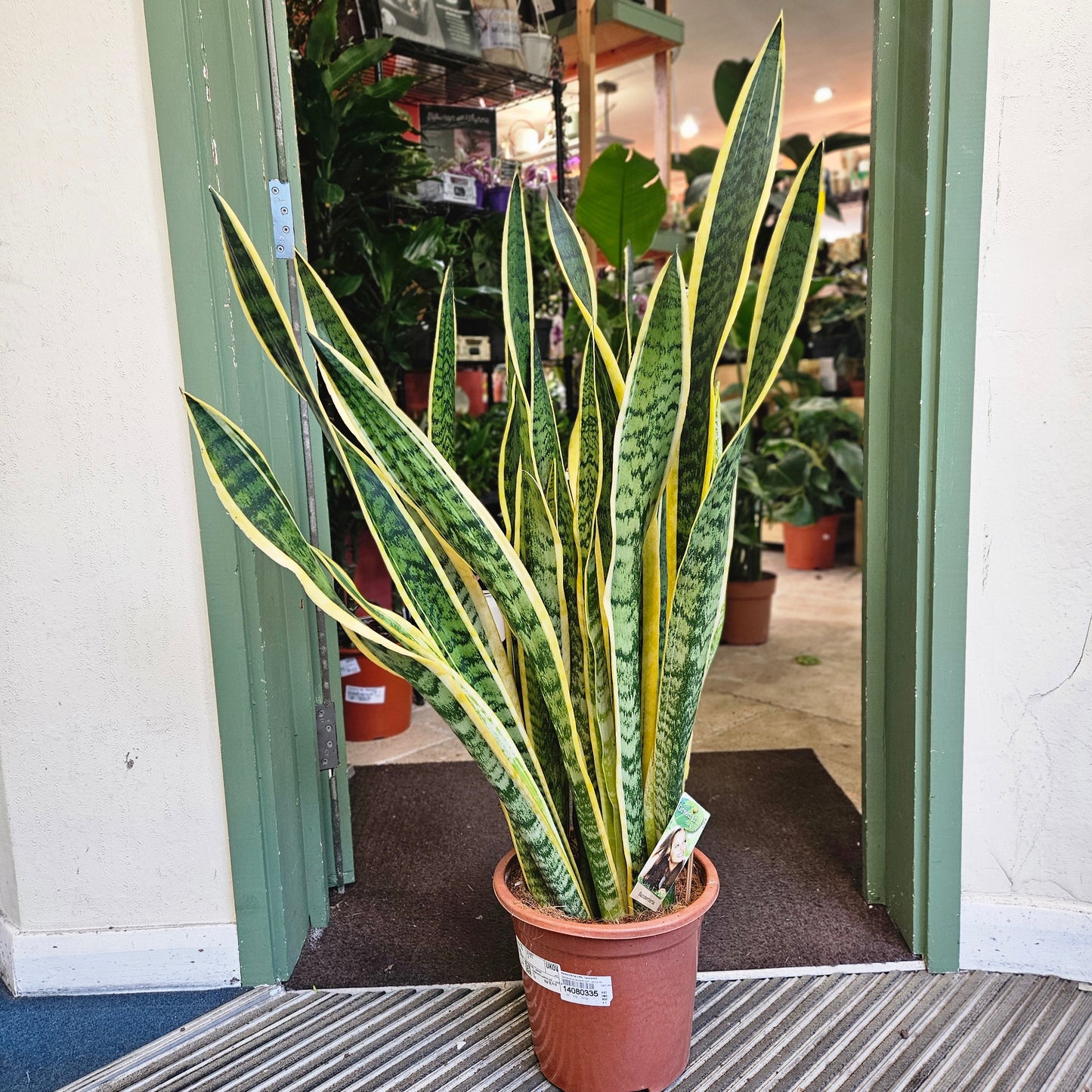 Sansevieria trifasciata 'Laurentii' (Snake plant/ Mother in laws tongue)