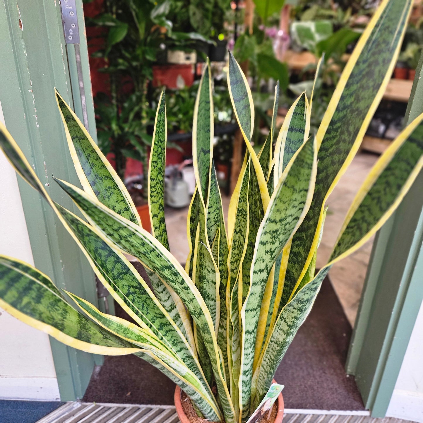 Sansevieria trifasciata 'Laurentii' (Snake plant/ Mother in laws tongue)