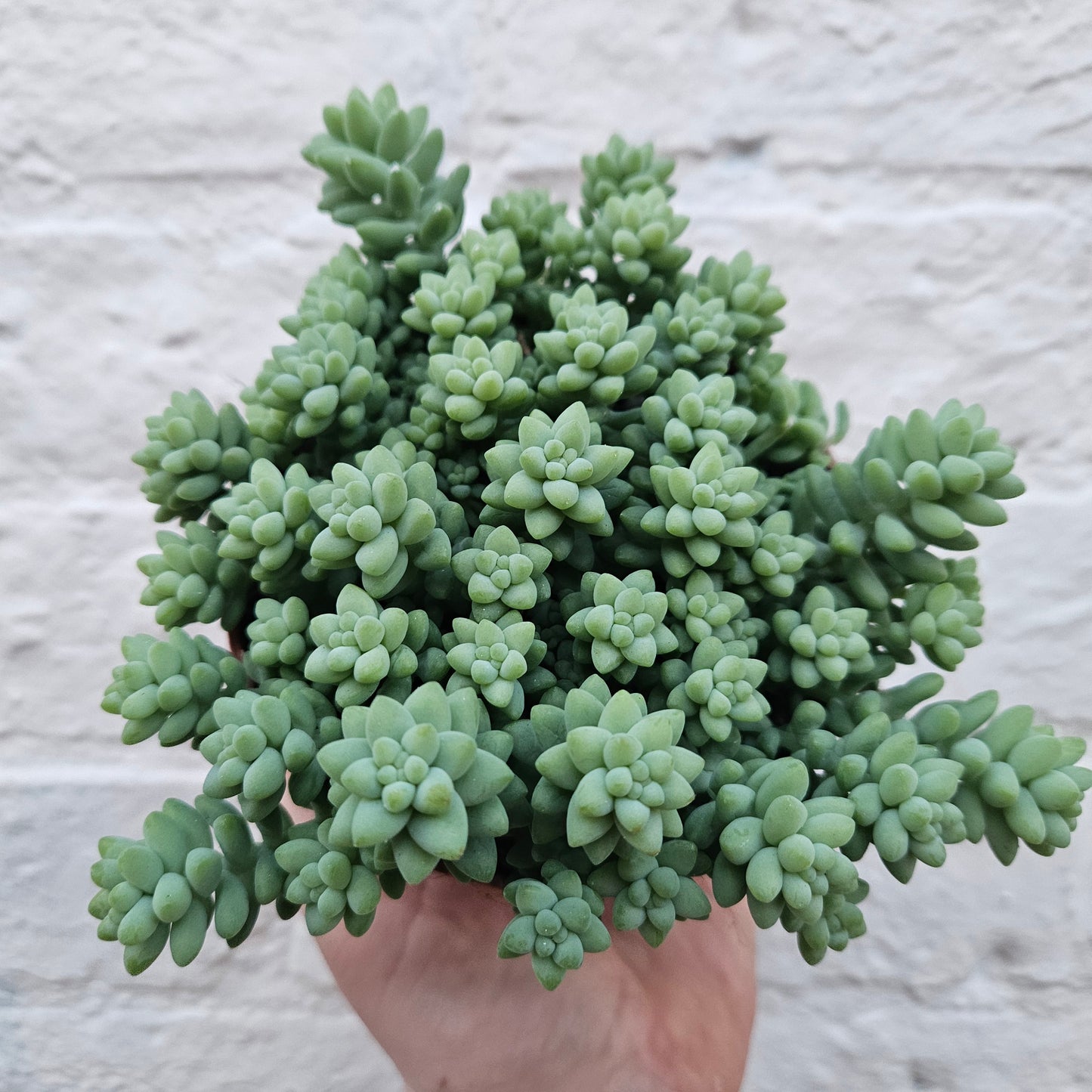 Sedum morganianum 'Burrito' (Burros Tail / Donkey Tail) Various sizes