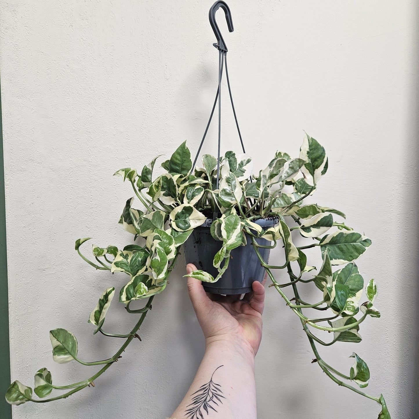 Epipremnum aureum 'N joy' (Pothos)