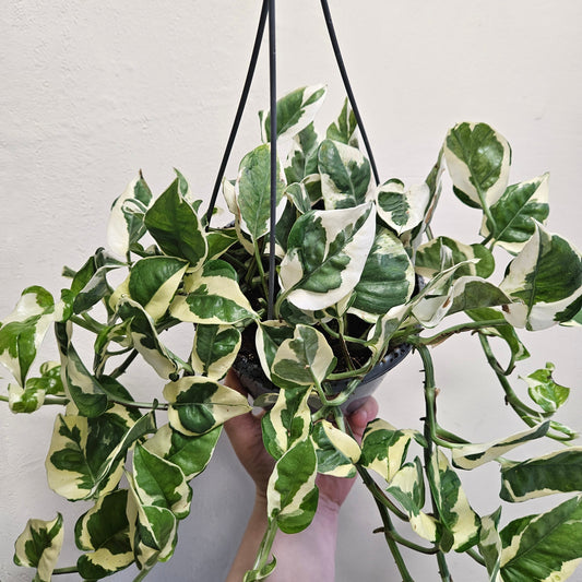 Epipremnum aureum 'N joy' (Pothos)
