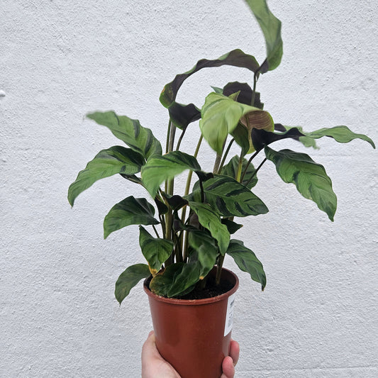 Goeppertia lietzei 'Greenstar' syn. Calathea lietzei (Prayer plant)