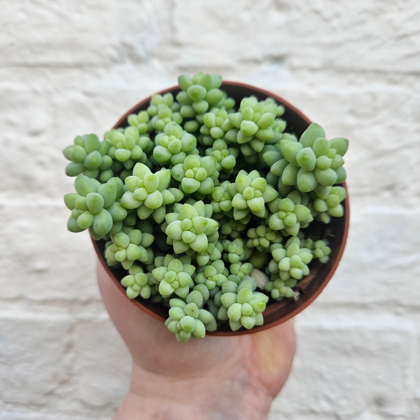 Sedum morganianum 'Burrito' (Burros Tail / Donkey Tail) Various sizes