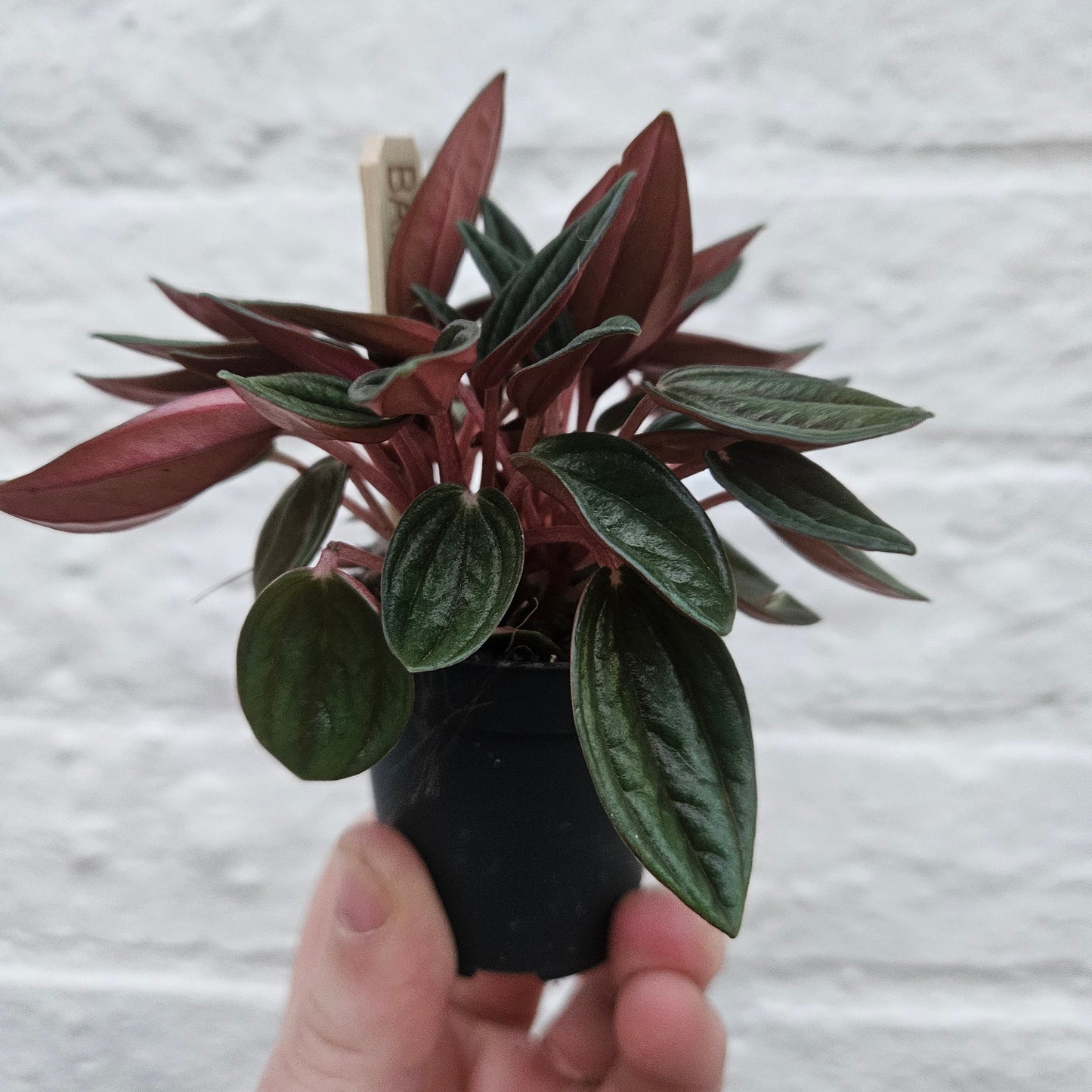Peperomia Caperata 'Rosso' (Emerald Ripple Radiator plant)