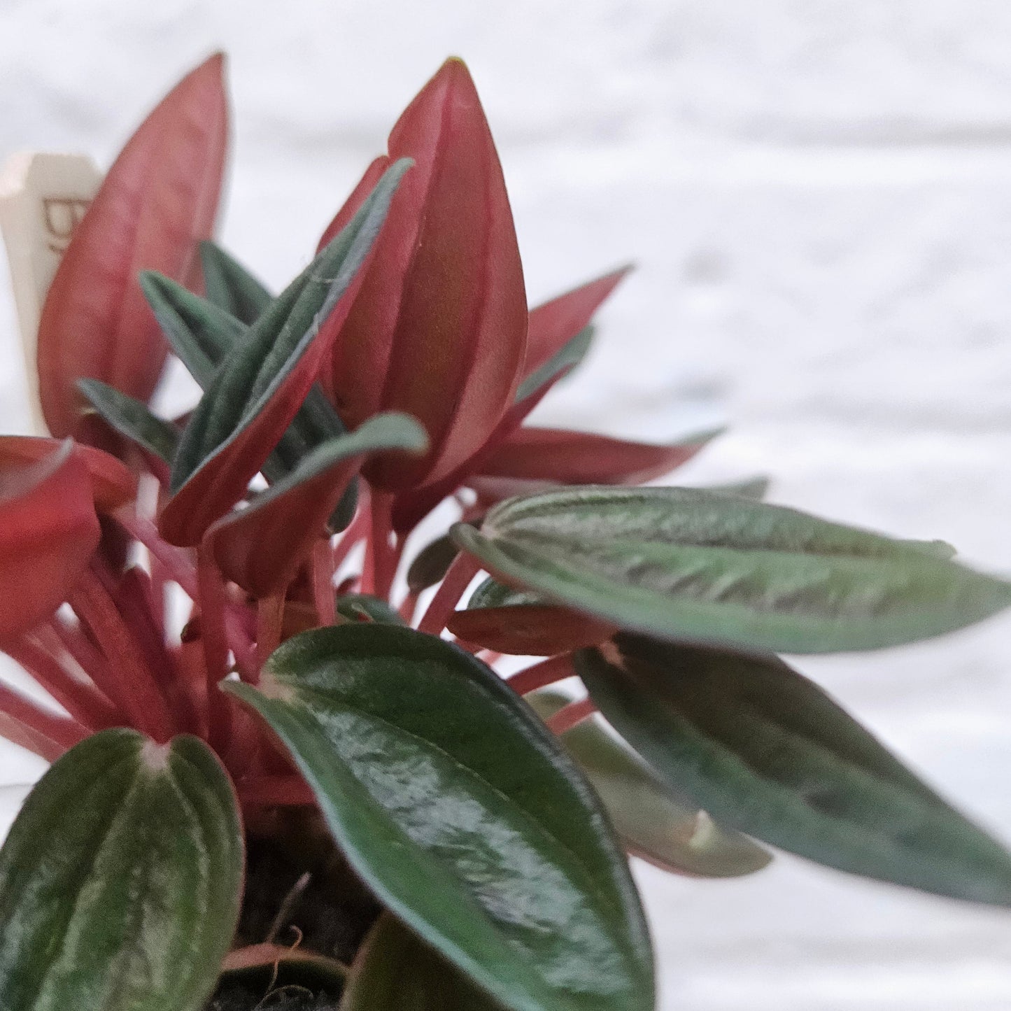 Peperomia Caperata 'Rosso' (Emerald Ripple Radiator plant)