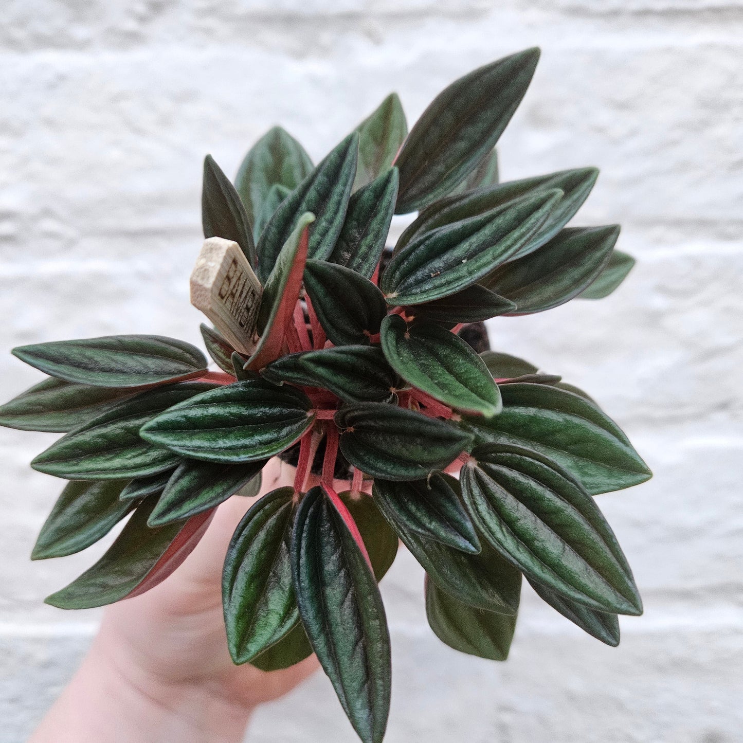 Peperomia Caperata 'Rosso' (Emerald Ripple Radiator plant)
