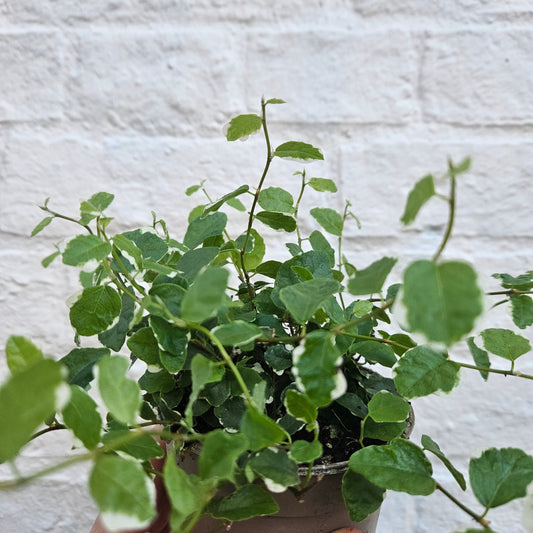 Ficus pumila 'White Sunny' (Creeping Fig)