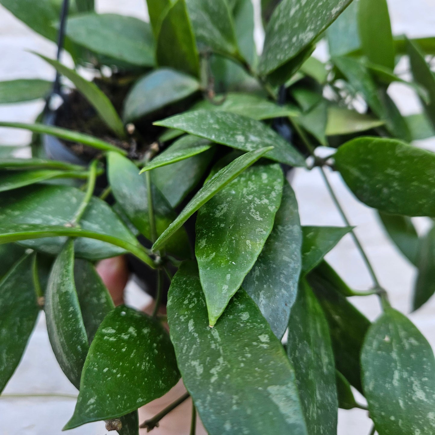 Hoya carnosa 'Gracilis'