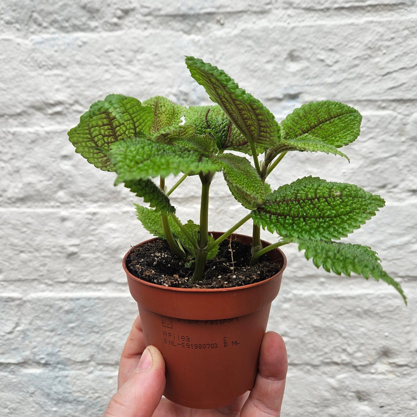 Pilea involucrata 'Moon Valley'