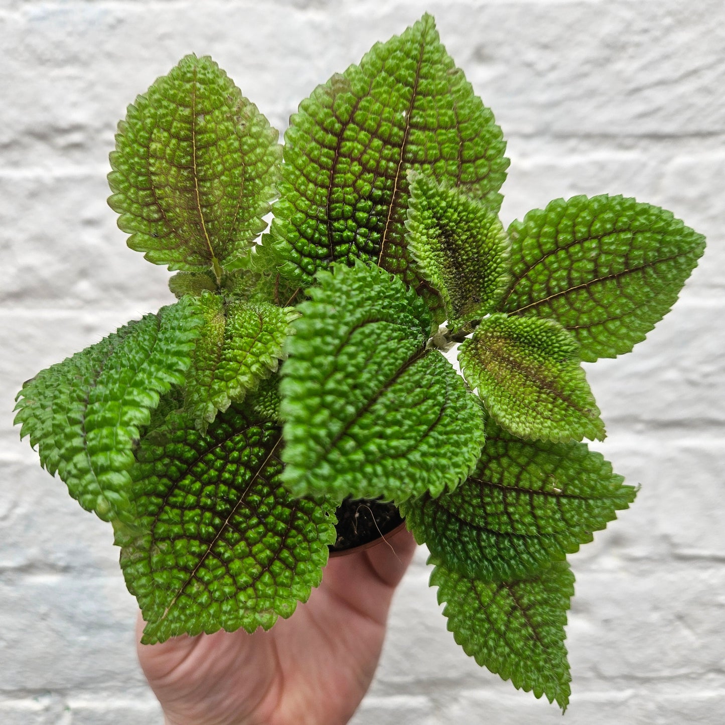 Pilea involucrata 'Moon Valley'
