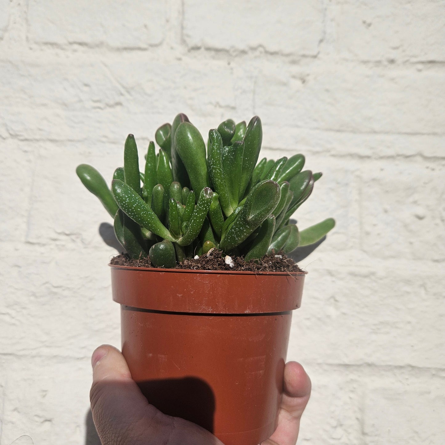 Crassula ovata 'Hobbit' (Ogre ear/ Jade plant / Succulent)
