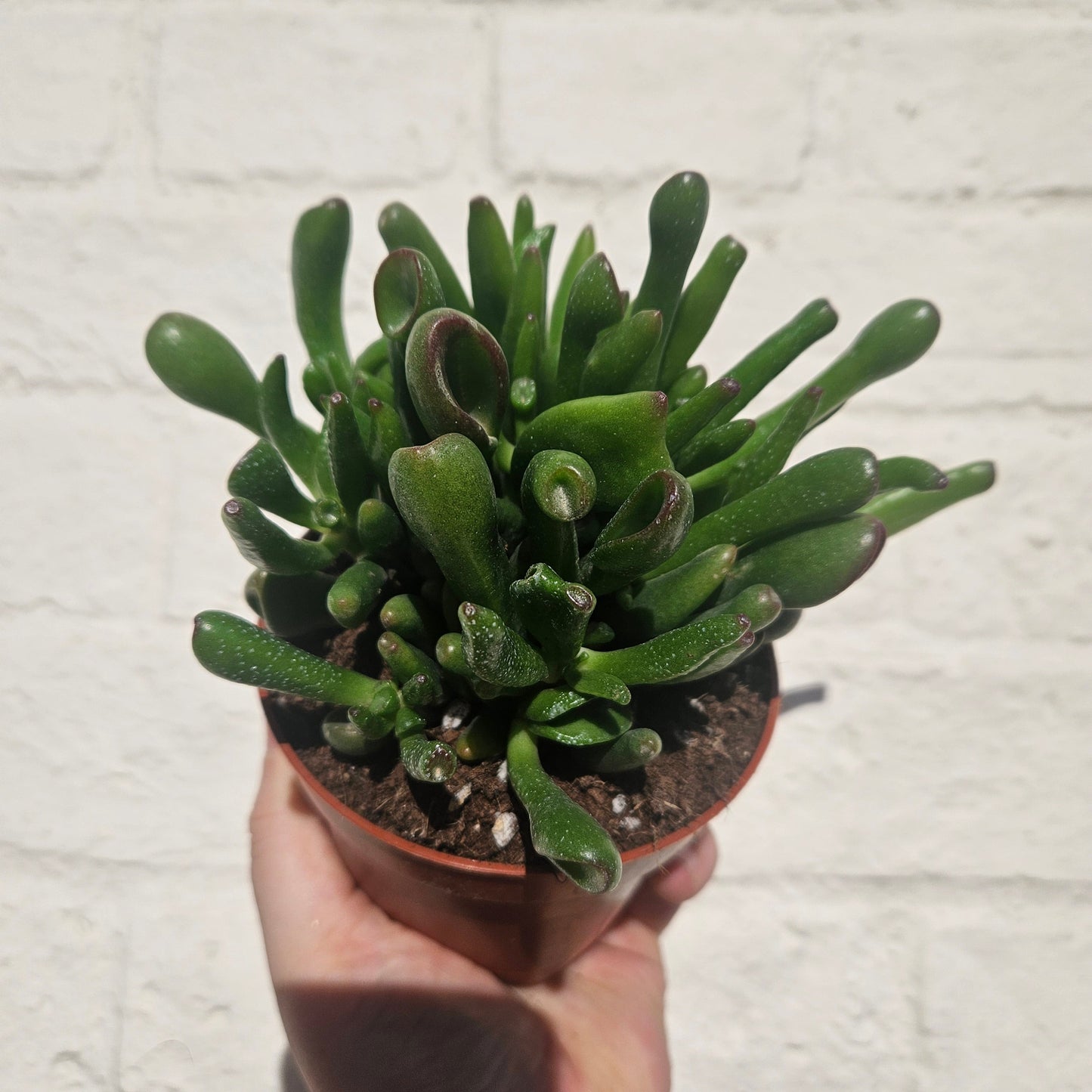 Crassula ovata 'Hobbit' (Ogre ear/ Jade plant / Succulent)