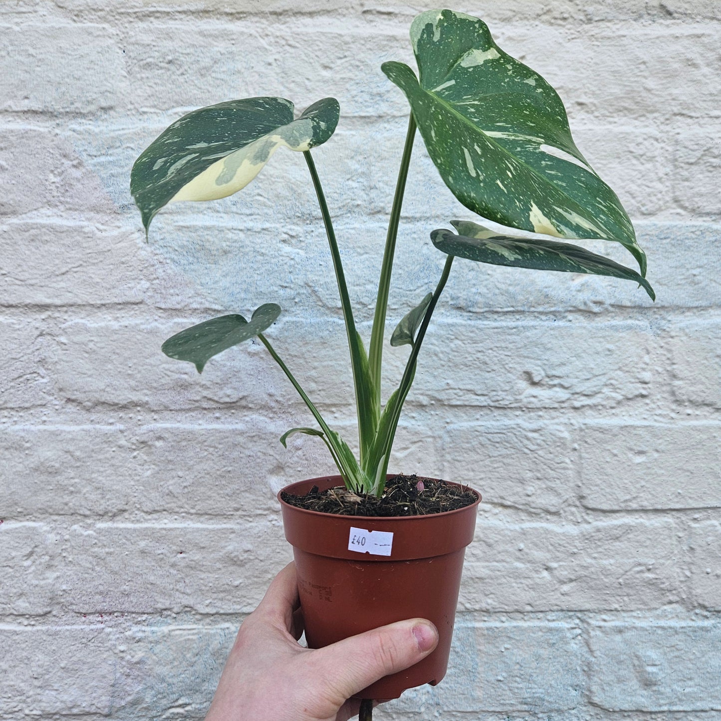 Monstera deliciosa 'Thai Constellation' (Variegated Cheese Plant)