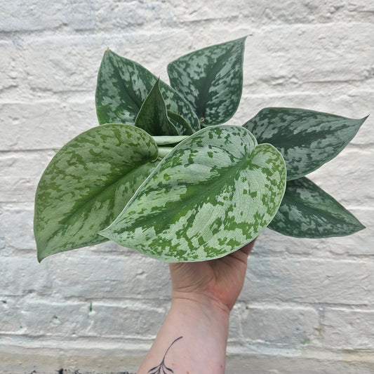 Scindapsus pictus 'Trebie' (Silver Vine Pothos)