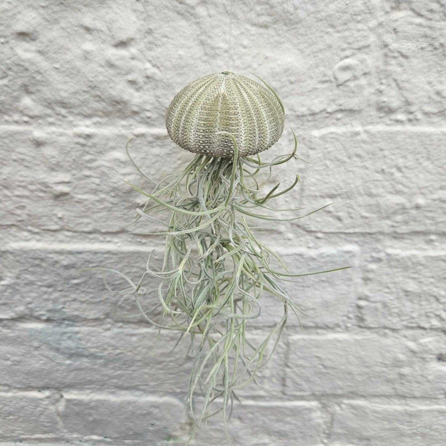 Tillandsia usneoides (Spanish Moss)