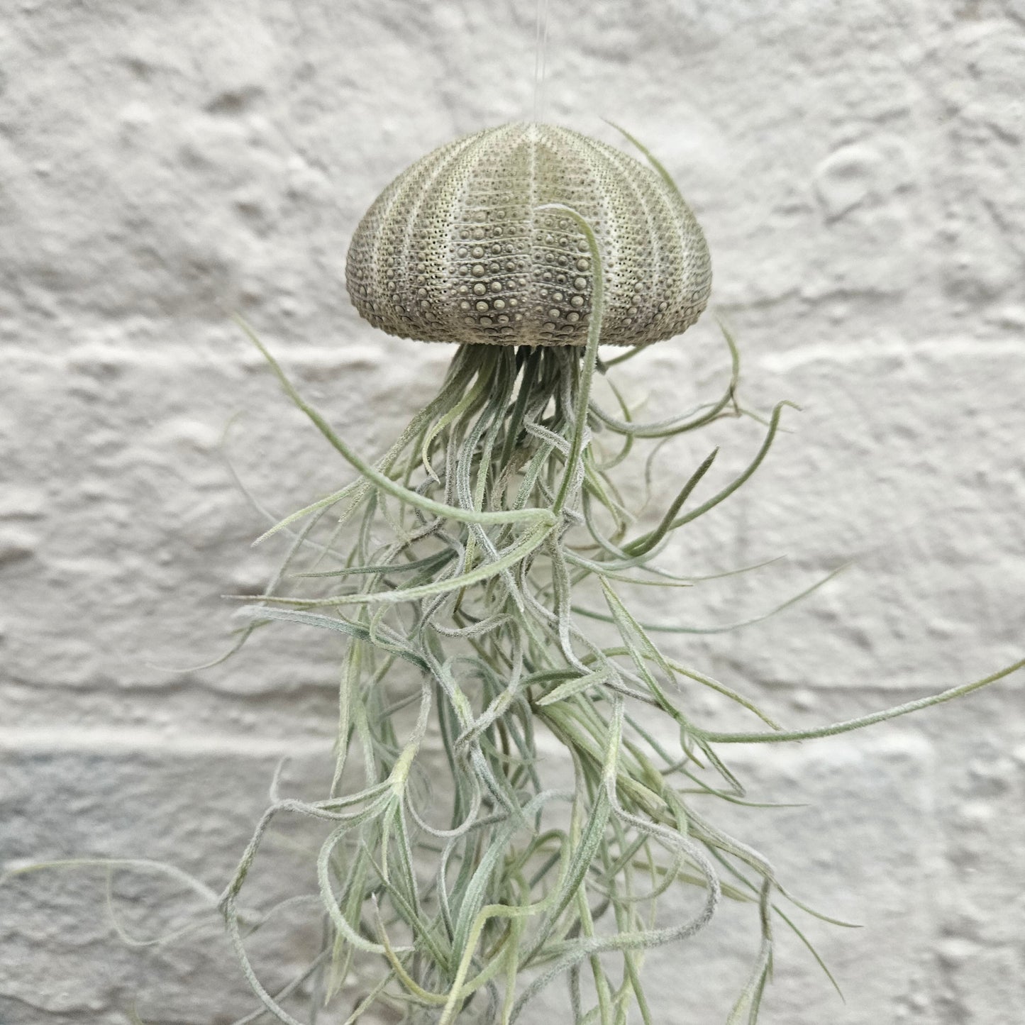 Tillandsia usneoides (Spanish Moss)