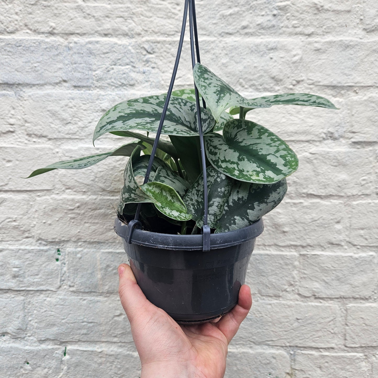 Scindapsus pictus 'Trebie' (Silver Vine Pothos)