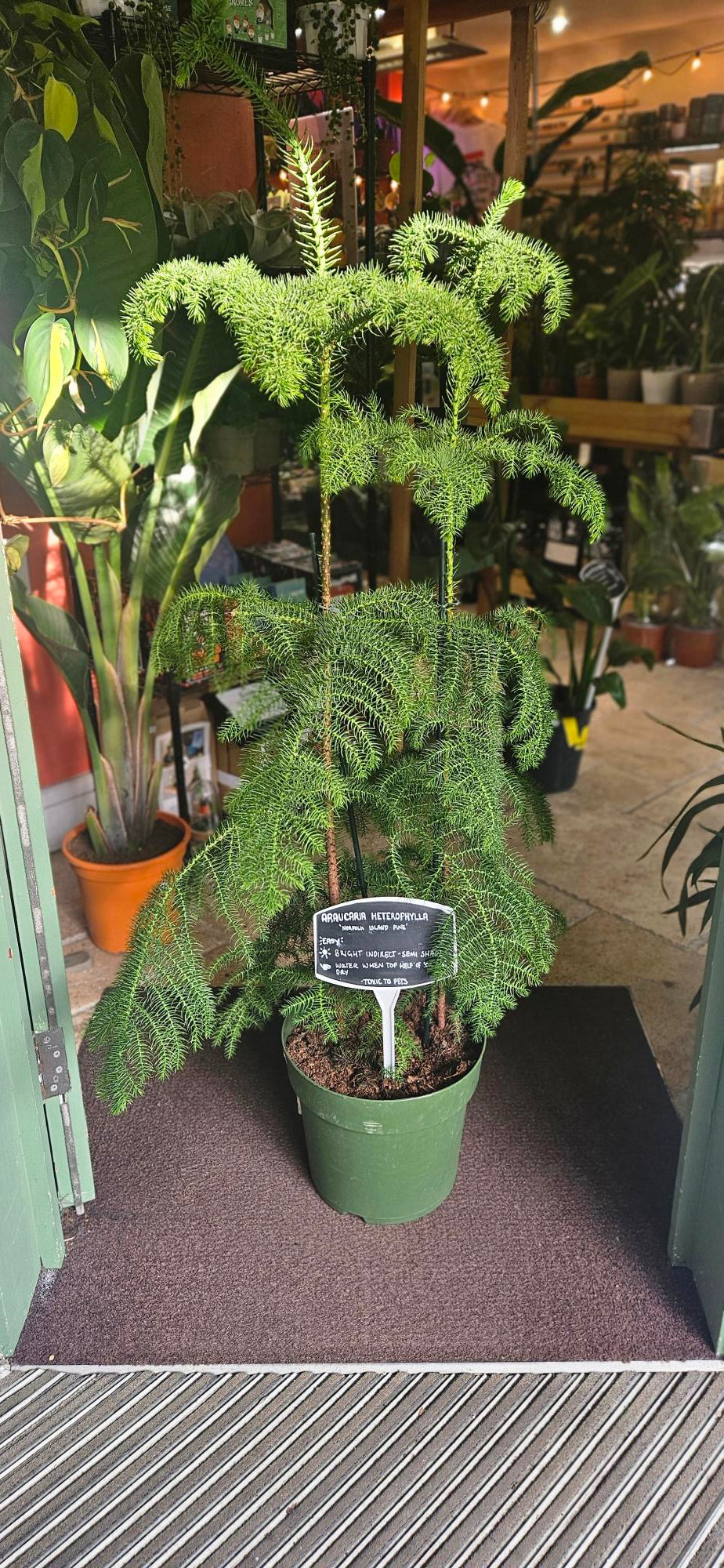 Araucaria heterophylla (Norfolk Island pine)