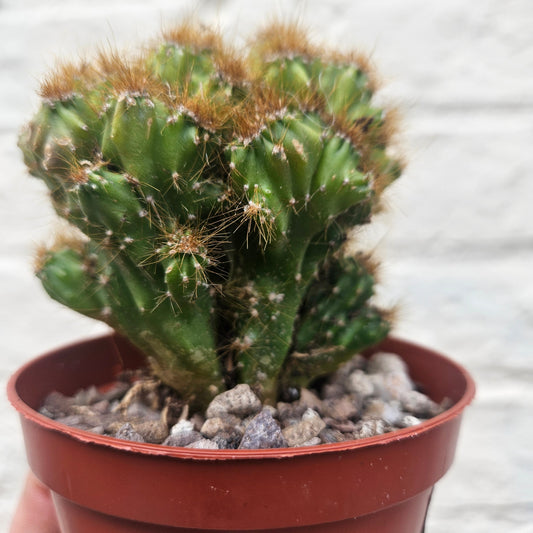 Cereus peruvianus 'monstrosus'