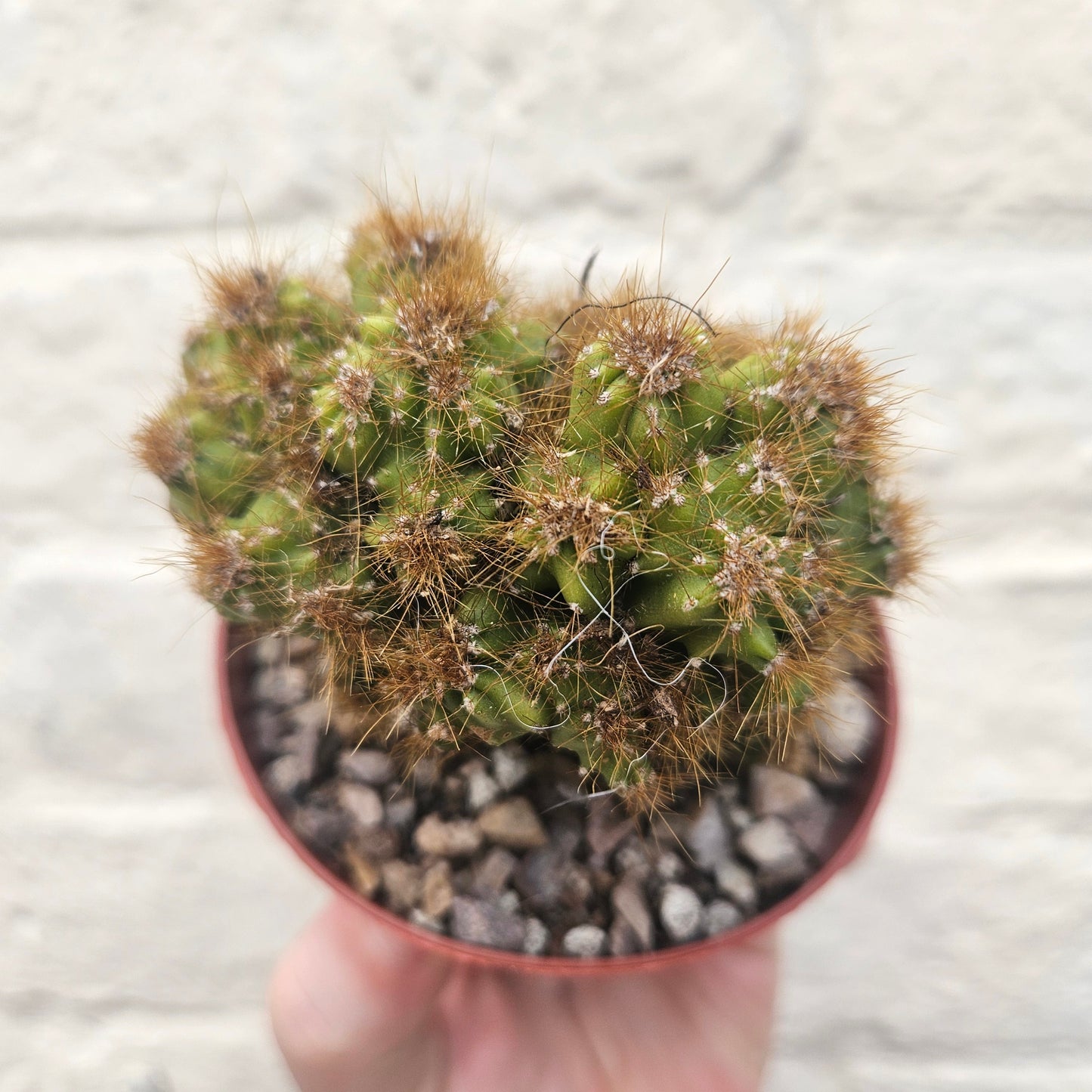 Cereus peruvianus 'monstrosus'