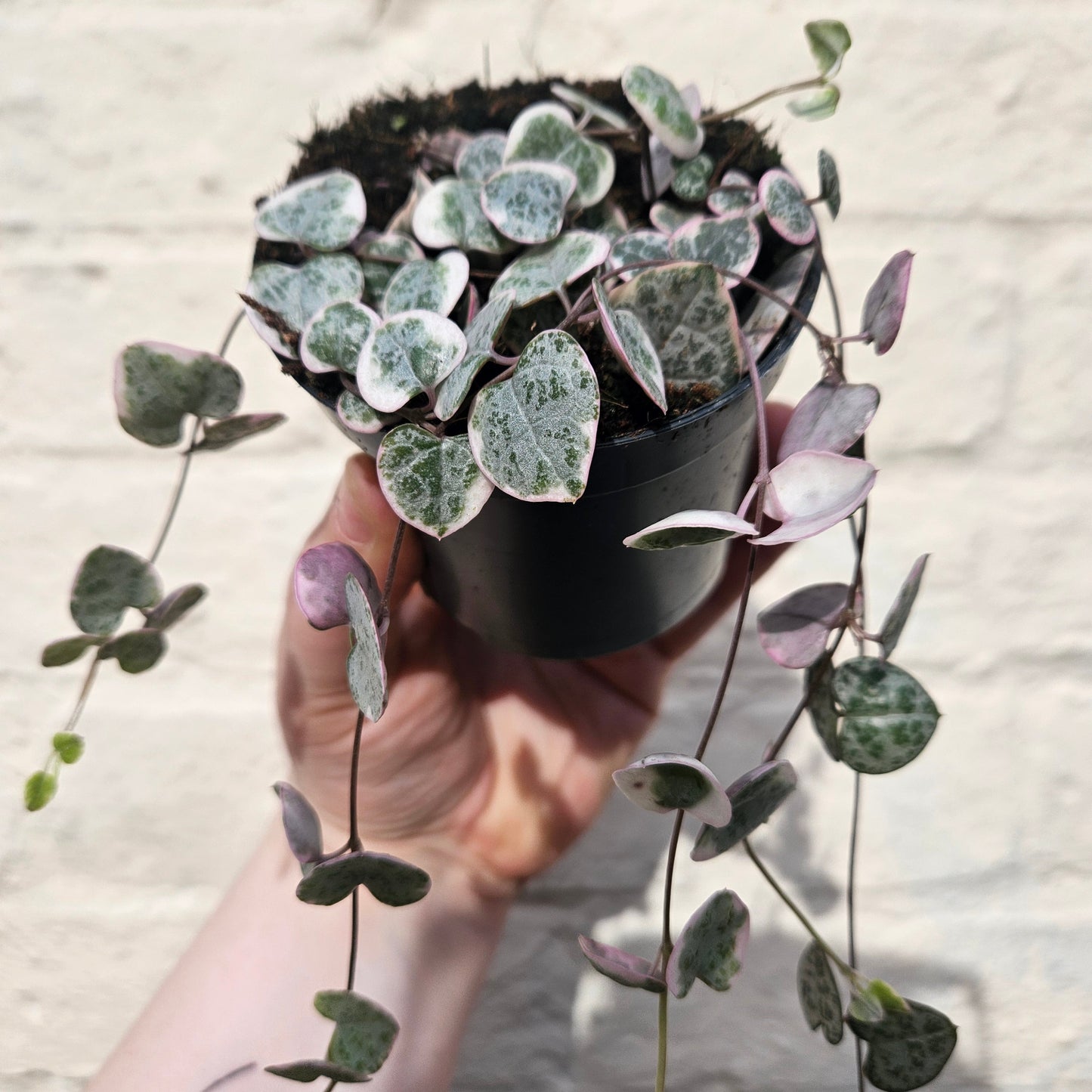 Ceropegia woodii 'Variegata' (String of Hearts)
