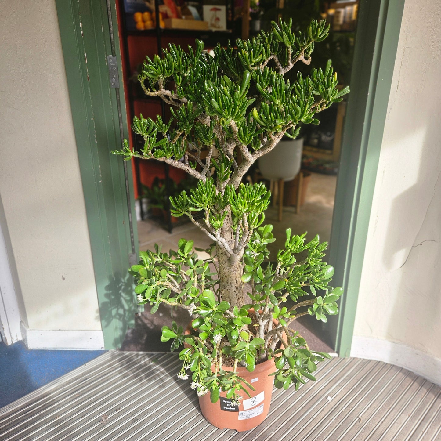 Crassula ovata 'Hobbit' (Ogre ear/ Jade plant / Succulent)