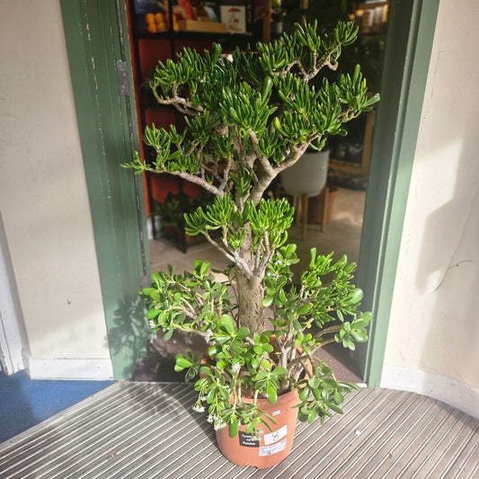 Crassula ovata 'Hobbit' (Ogre ear/ Jade plant / Succulent)