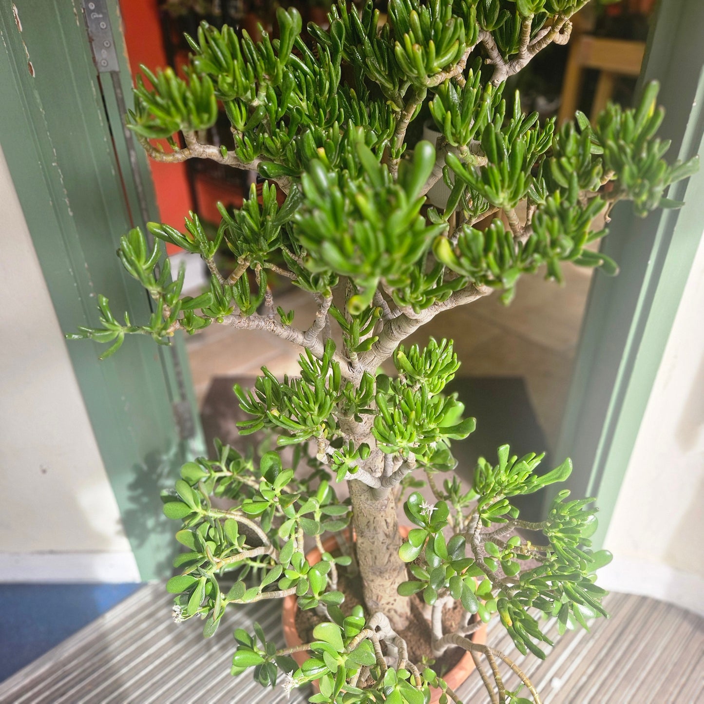 Crassula ovata 'Hobbit' (Ogre ear/ Jade plant / Succulent)