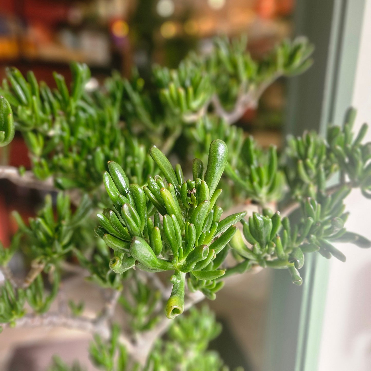 Crassula ovata 'Hobbit' (Ogre ear/ Jade plant / Succulent)