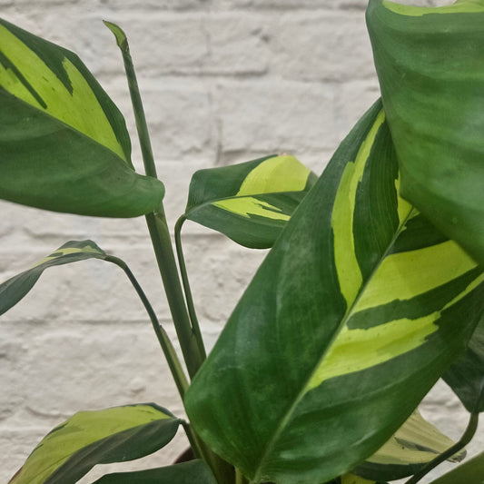 Ctenanthe pilosa 'Mosaic'