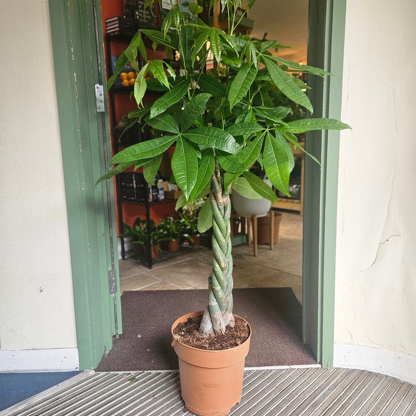 Pachira aquatica (Guiana Chestnut/ Money Tree)