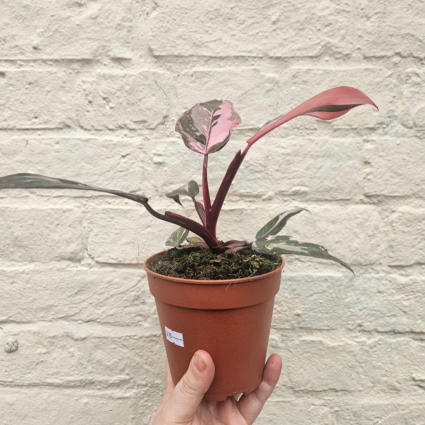 Philodendron Erubescens 'Pink Princess'