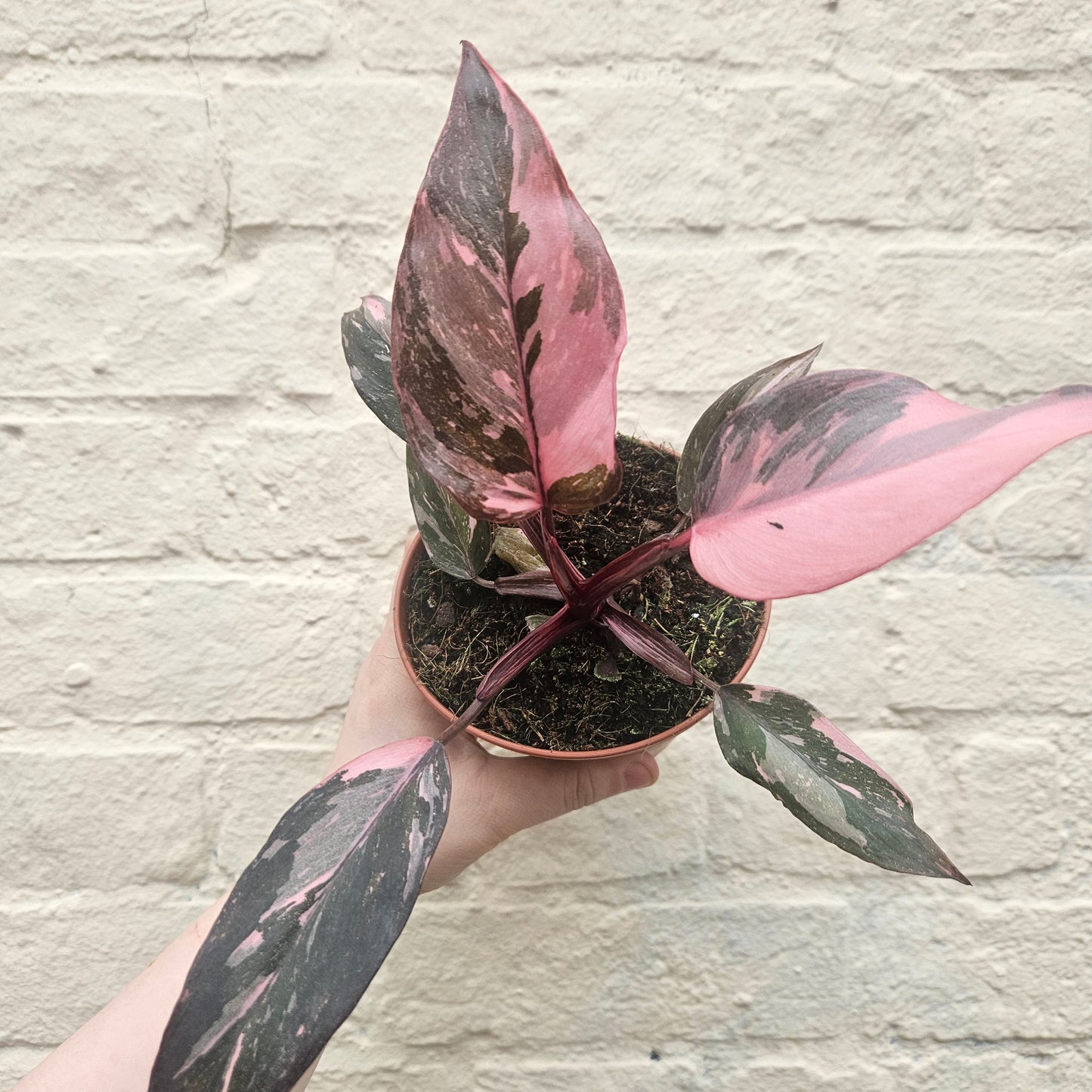 Philodendron Erubescens 'Pink Princess'