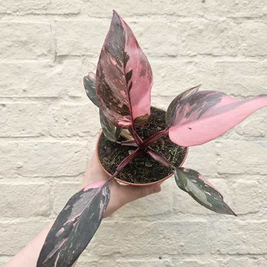 Philodendron Erubescens 'Pink Princess'