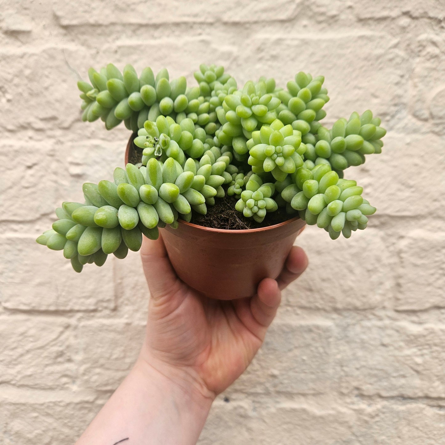 Sedum morganianum 'Burrito' (Burros Tail / Donkey Tail) Various sizes