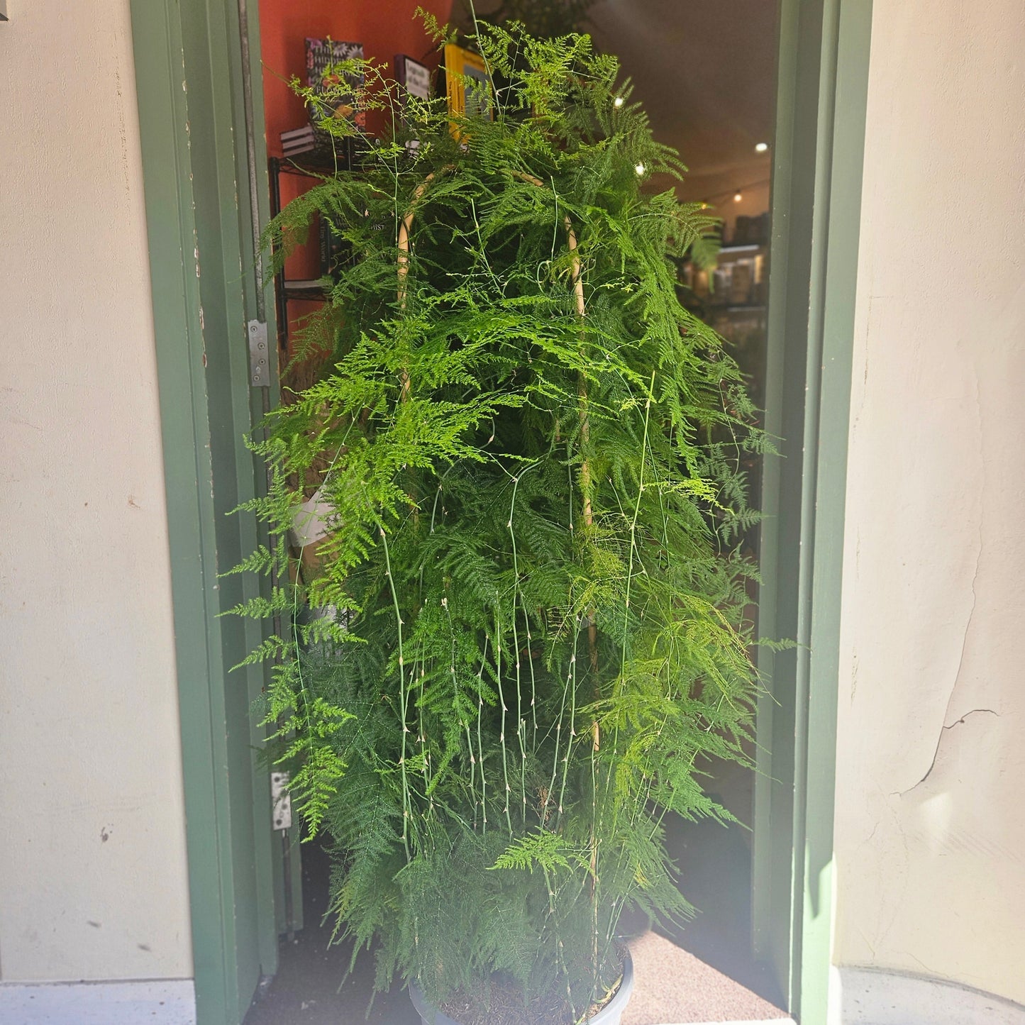 Asparagus setaceus (Asparagus fern)