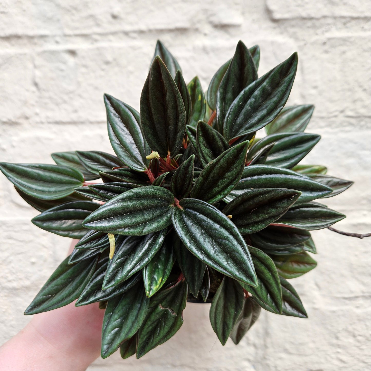 Peperomia Caperata 'Rosso' (Emerald Ripple Radiator plant)