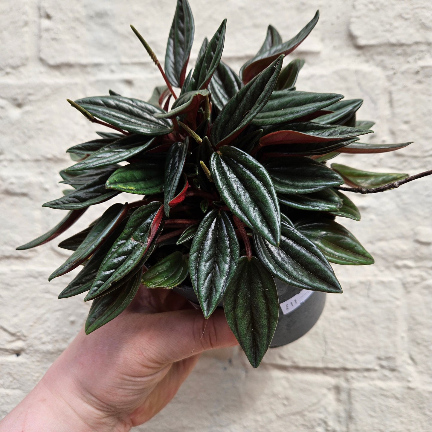 Peperomia Caperata 'Rosso' (Emerald Ripple Radiator plant)