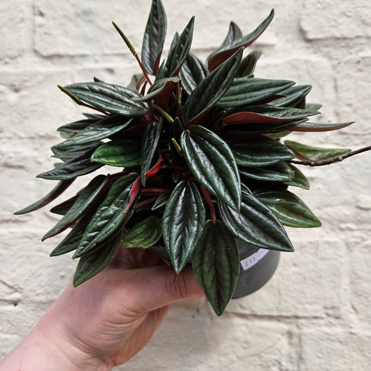 Peperomia Caperata 'Rosso' (Emerald Ripple Radiator plant)