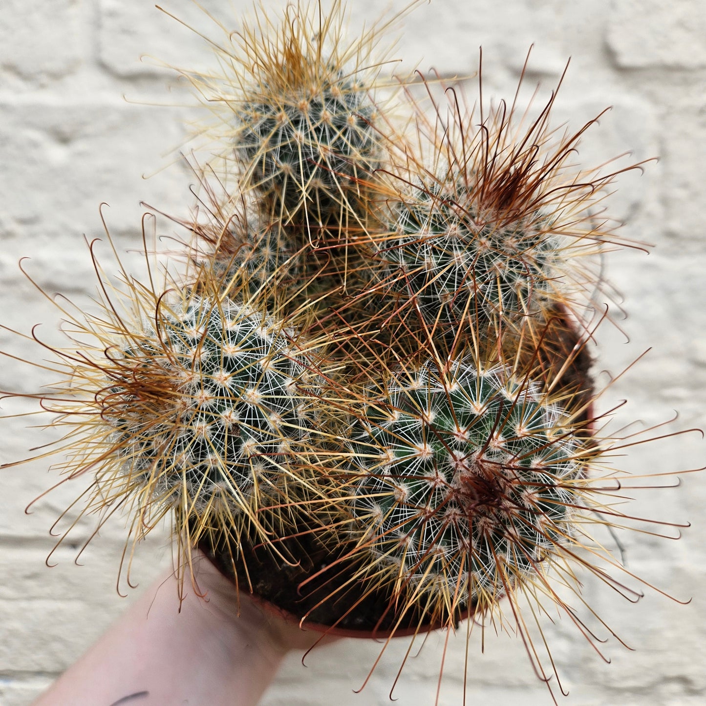 Mammillaria magnifica