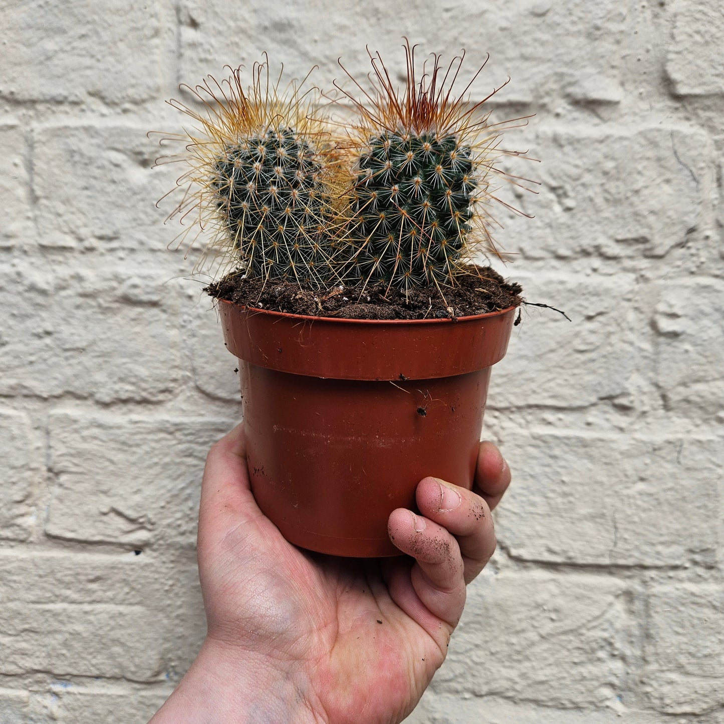 Mammillaria magnifica