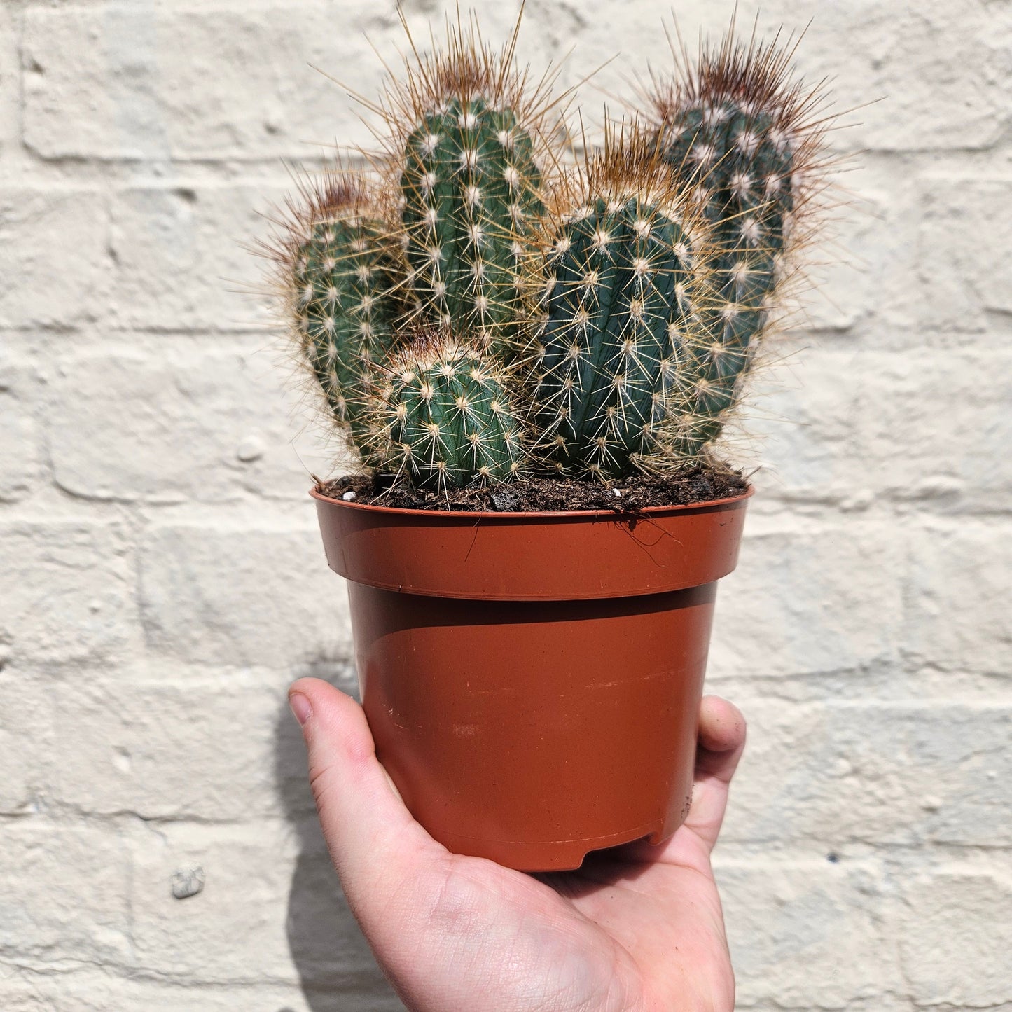 Xique xique gounellei syn. Pilosocereus gounellei (Chique- Chique cactus)