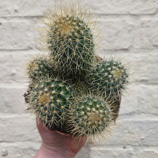 Mammillaria pringlei (Lemon Ball Cactus)