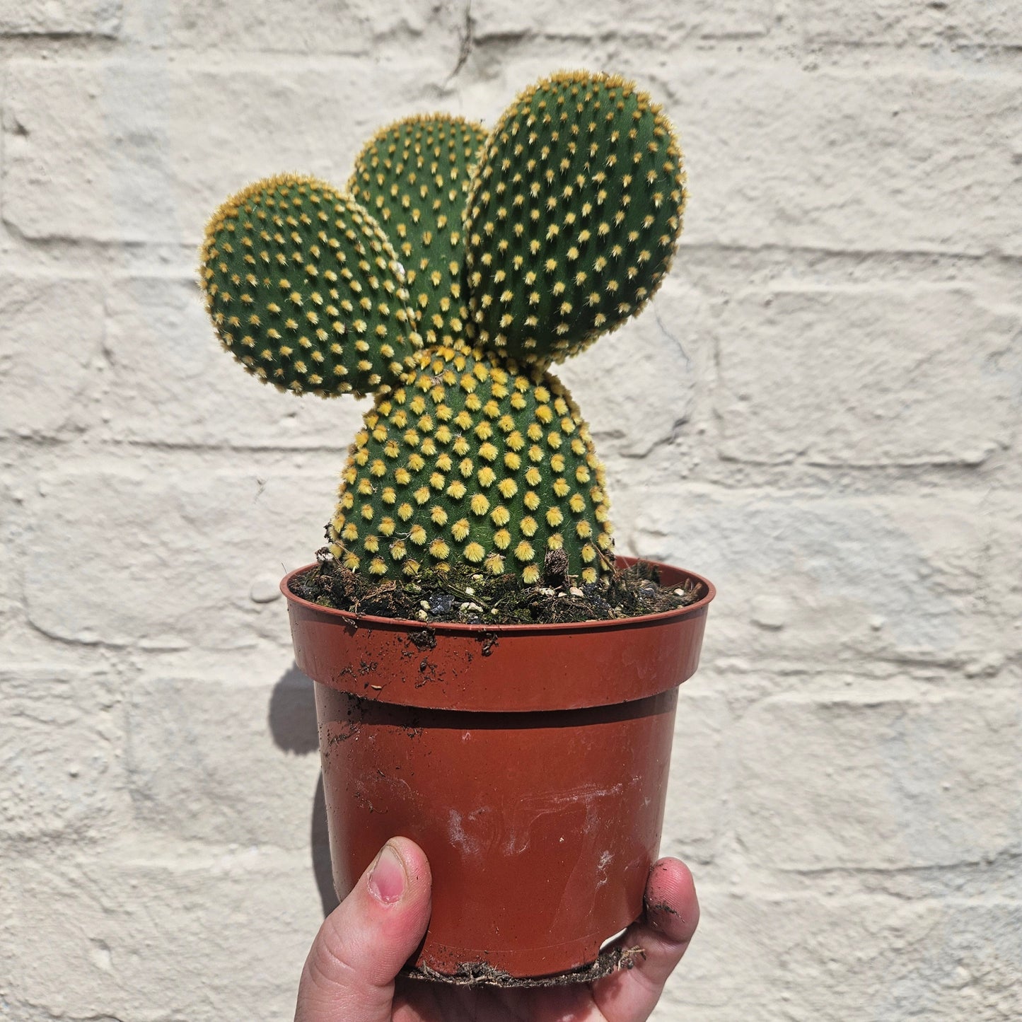 Opuntia microdasys Varieties (Bunny ear/ Angel wing cactus)