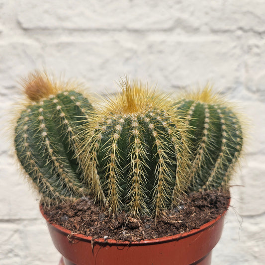Notocactus warasii (Parodia warasii)