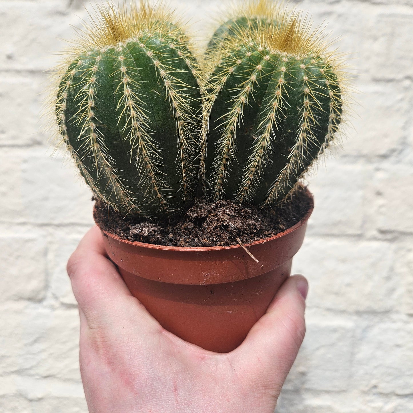 Notocactus warasii (Parodia warasii)