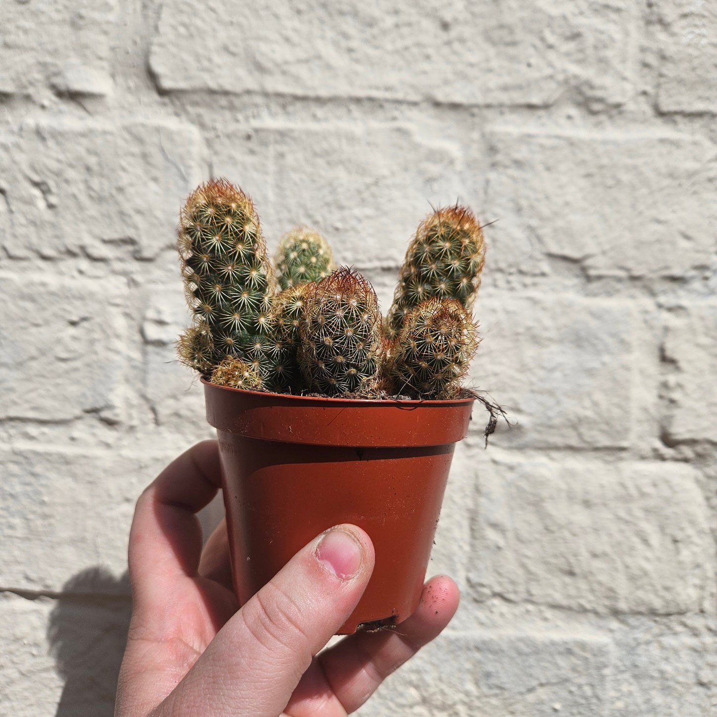 Mammillaria elongata (Ladyfinger Cactus) 2 varieties